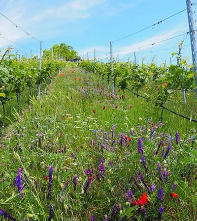 Weinbau Wieder