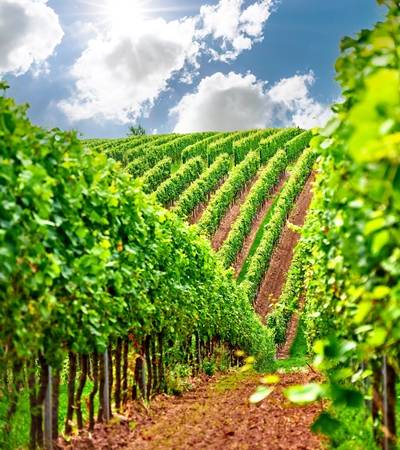 foto-weingut-1-4 Weingut