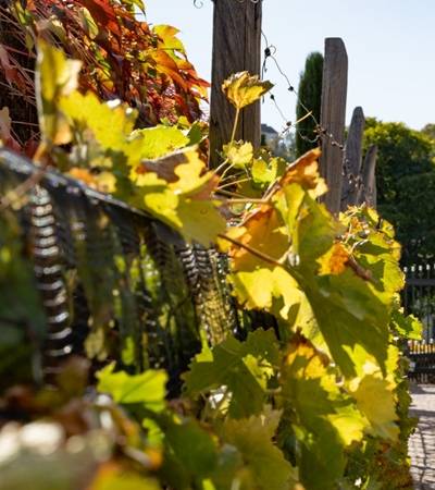 Weingut Gasshof