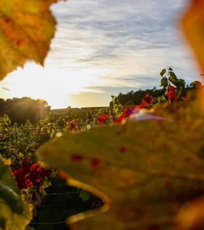 Weingut Heitlinger