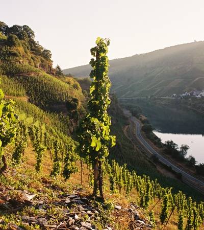 Weingut Melsheimer