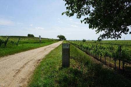 foto-weinortgols (5)-45