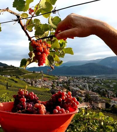 Weinberghof Bellutti