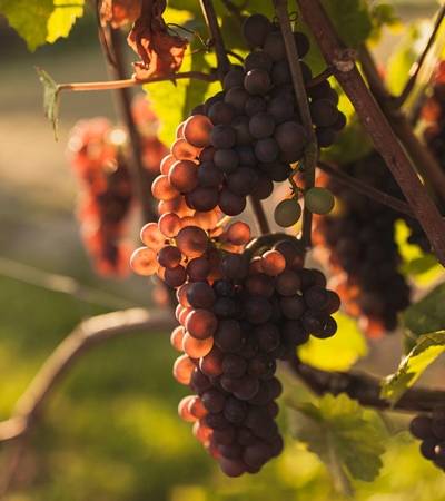 weingut-diehl-blees (11)-4 Weingut Diehl-Blees