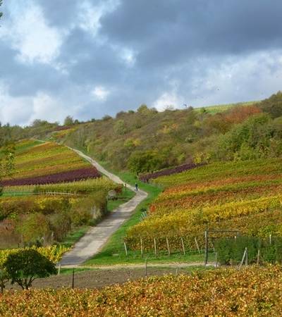 weingut-diehl-blees (5)-4 weingut-diehl-blees (5)-4