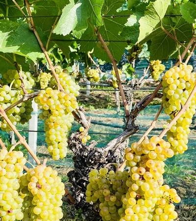 weingut mairhof (1)-4 Weingut Ansitz Mairhof