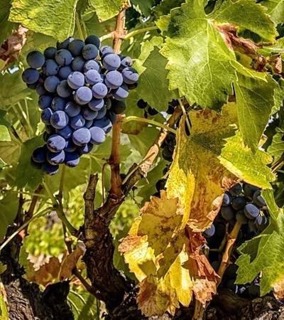 weinrebe-4 Weinreben