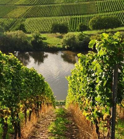 Weinstrasse
