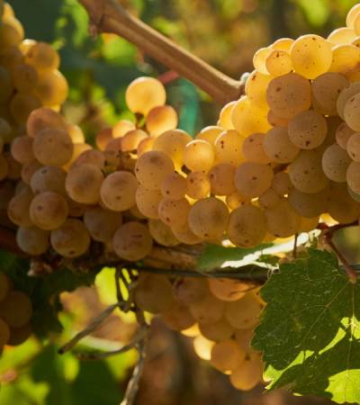 wine (134)-5 wine (134)-5