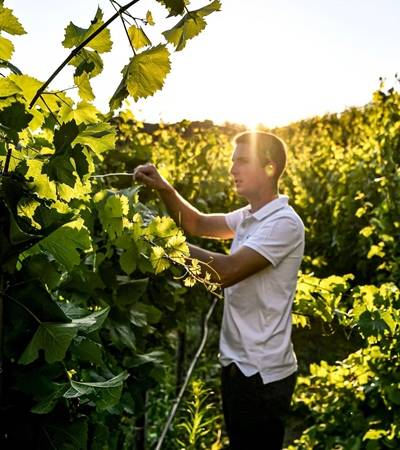 winzerhof-moertinger-herbst-0622-1 Winzerhof Mörtinger